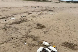 Bí ẩn hàng nghìn con chim cánh cụt chết dạt vào bờ biển Uruguay 