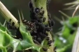 Video: “Trang trại” chăn nuôi kỳ lạ của loài kiến