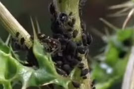 Video: “Trang trại” chăn nuôi kỳ lạ của loài kiến