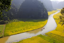 Doanh nghiệp nghìn tỷ đằng sau bức tranh “Lý ngư vọng nguyệt'' 