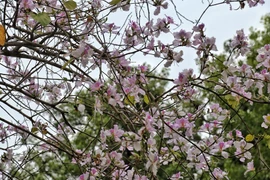  Hà Nội: Hoa ban nở rộ đường Bắc Sơn, giới trẻ nô nức chụp ảnh