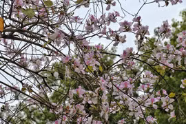  Hà Nội: Hoa ban nở rộ đường Bắc Sơn, giới trẻ nô nức chụp ảnh