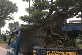 Siêu cây cảnh trăm triệu một thời, nay bán rao vệ đường giá rẻ