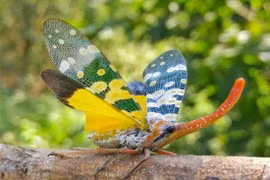 Tròn mắt kinh ngạc top sinh vật vô cùng kỳ dị ở Việt Nam