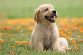 3 tuổi khổ tận cam lai tháng 4 trúng số, tháng 5 đổi đời 