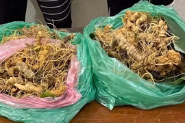 Quảng Nam: Làm rõ người tiêu thụ 200 gốc sâm Ngọc Linh bị trộm