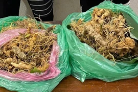 Quảng Nam: Làm rõ người tiêu thụ 200 gốc sâm Ngọc Linh bị trộm