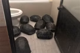 Đà Nẵng: Phát hiện nuôi nhốt trái phép 12 cá thể rùa