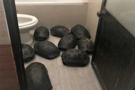 Đà Nẵng: Phát hiện nuôi nhốt trái phép 12 cá thể rùa