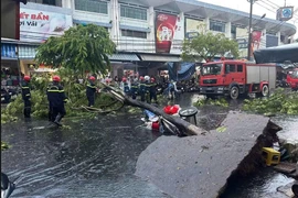 Đà Nẵng: Cây lớn bật gốc trong mưa dông, một phụ nữ bị thương