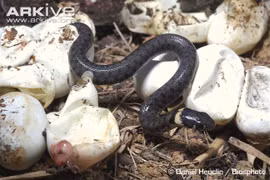 Rợn người xem rắn cỏ đẻ trứng, nở con 