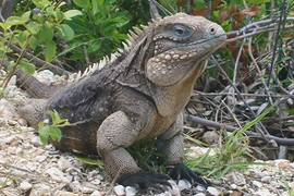 Tận mục thú cưng 40 triệu chỉ 3 người có ở Việt Nam