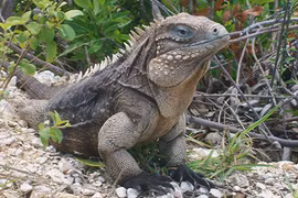 Tận mục thú cưng 40 triệu chỉ 3 người có ở Việt Nam