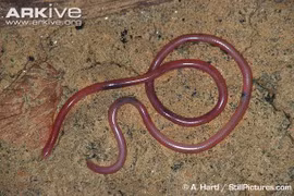 Tận mục loài rắn mù giống hệt giun 