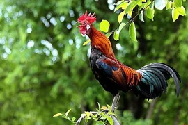 Những sự thật gây choáng về loài gà ít ai nghĩ đến