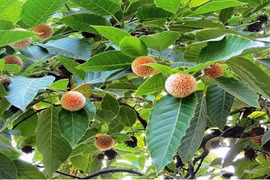 Điều ít ai hay về cây gáo vàng được ưa chuộng ở Việt Nam