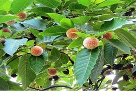 Điều ít ai hay về cây gáo vàng được ưa chuộng ở Việt Nam