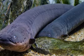 Những khám phá gây sửng sốt về cá chình điện