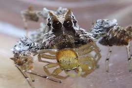 Những loài động vật nhỏ mang sức mạnh của kẻ khổng lồ