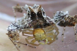 Những loài động vật nhỏ mang sức mạnh của kẻ khổng lồ