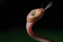 Tiết lộ bất ngờ về vũ khí bí mật của loài rắn