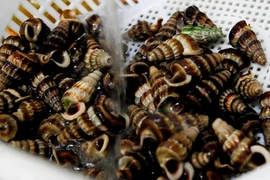 Những khám phá "đặc biệt" về ốc len đặc sản Cà Mau