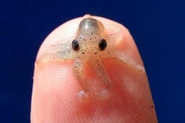 Điểm các loài bạch tuộc quái đản nhất hành tinh 