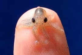 Điểm các loài bạch tuộc quái đản nhất hành tinh 