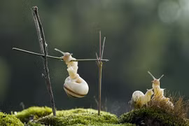 Ảnh động vật đẹp: Ốc sên đu xà đơn, sư tử tranh giành bạn tình