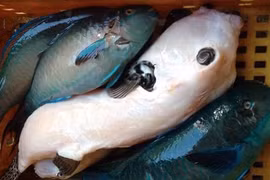 Kỳ dị loài cá xấu xí mệnh danh "mỹ nhân ngư" ở Việt Nam