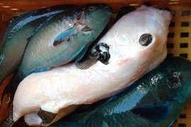 Kỳ dị loài cá xấu xí mệnh danh "mỹ nhân ngư" ở Việt Nam