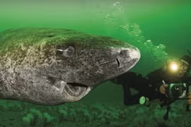 Video: Cận cảnh con cá mập 512 tuổi cực khỏe mạnh