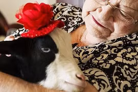 Món quà đáng yêu: Dê con đem đến niềm vui Giáng sinh cho người già 