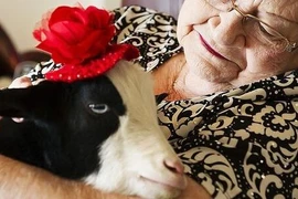 Món quà đáng yêu: Dê con đem đến niềm vui Giáng sinh cho người già 