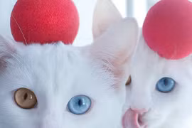 Mê mẩn với vẻ “thánh thiện” của cặp mèo song sinh hai màu mắt