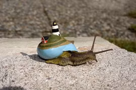 Ngỡ ngàng xem vỏ sên biến hóa diệu kỳ 