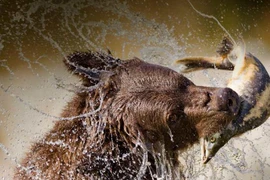 Xem gấu xám trổ tài bắt cá hồi cực đỉnh