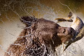 Xem gấu xám trổ tài bắt cá hồi cực đỉnh