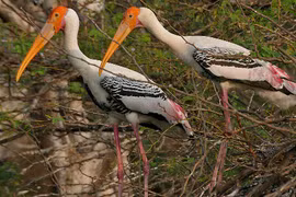 Bật mí thú vị chim Giang Sen quý hiếm ở Việt Nam