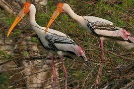 Bật mí thú vị chim Giang Sen quý hiếm ở Việt Nam