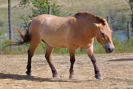 Khám phá "độc" loài ngựa biểu tượng hệ động vật Mông Cổ 