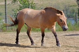 Khám phá "độc" loài ngựa biểu tượng hệ động vật Mông Cổ 