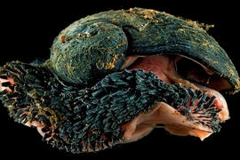 Rợn người với loài động vật chân bụng có áo giáp sắt 