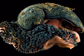 Rợn người với loài động vật chân bụng có áo giáp sắt 