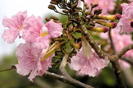 Khám phá "hoa anh đào" phiên bản Việt, nở rộ khắp phố Sài Gòn