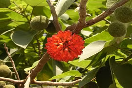 Khám phá quý giá về cây dướng mọc hoang nhiều ở miền Bắc