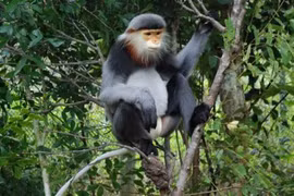 Sự thật ít người biết về loài voọc chân xám chỉ có ở VN