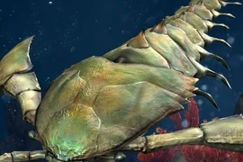 Phát hiện hóa thạch bọ cạp biển, chuyên gia thốt lên: "Là quái vật!" 