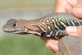 Khám phá thú vị về con dông cát đặc sản Phan Thiết