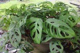 Độc lạ loài cây thủng lỗ chỗ vẫn được cực chuộng ở VN 